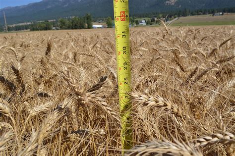 haybet|haybet barley hay forage analysis.